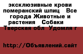 эксклюзивные крови-померанский шпиц - Все города Животные и растения » Собаки   . Тверская обл.,Удомля г.